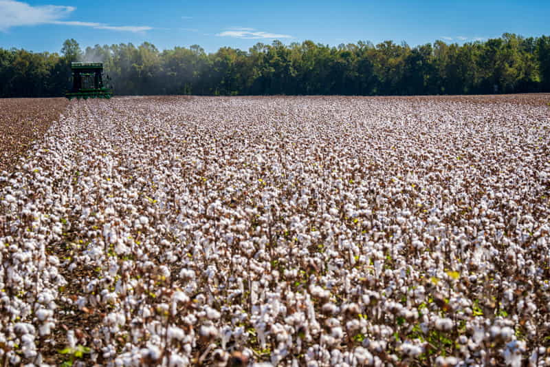 organic cotton field-1
