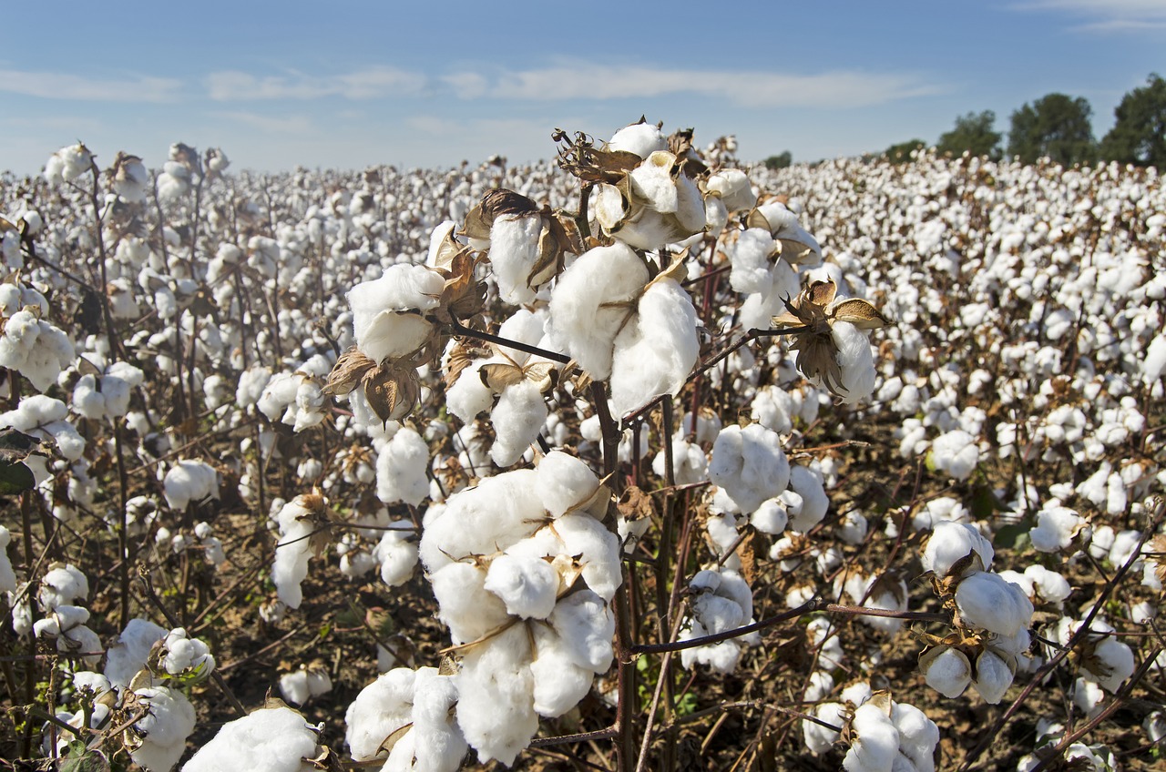 organic cotton field