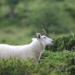 sheep