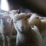 sheep wool