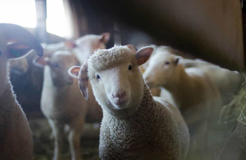 sheep wool