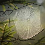 spider web silk