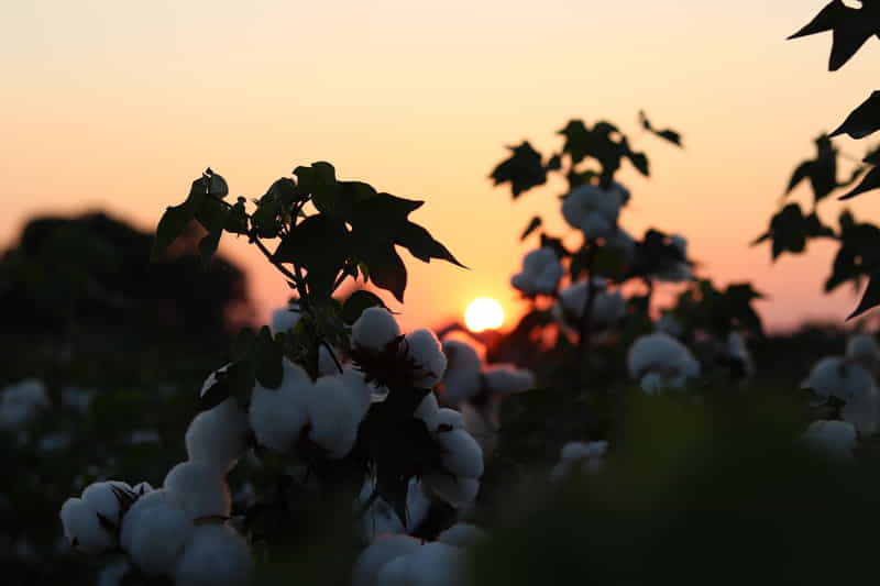 sustainable-cotton-farm