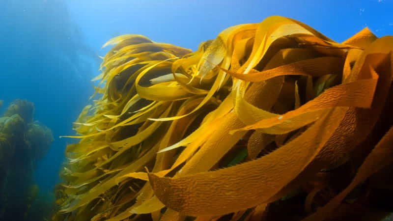 Seaweed-Based Fabrics
