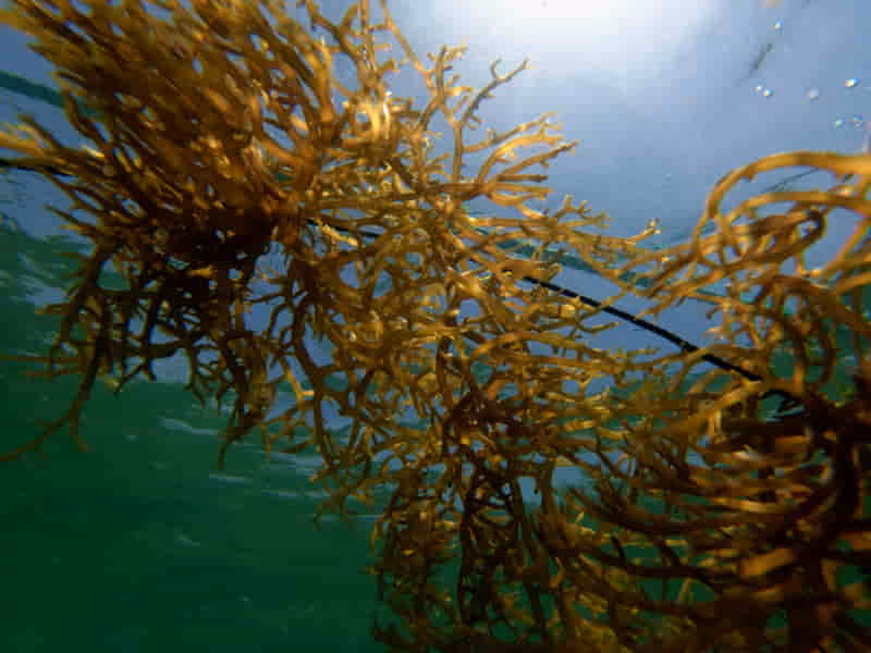 Seaweed-Based Fabrics