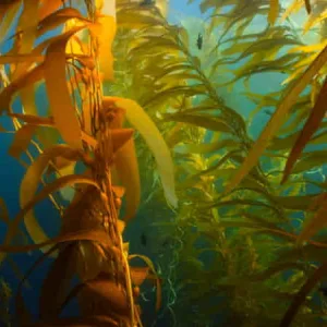 Seaweed-Based Fabrics