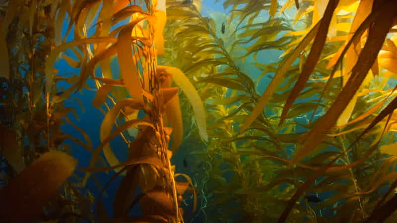 Seaweed-Based Fabrics