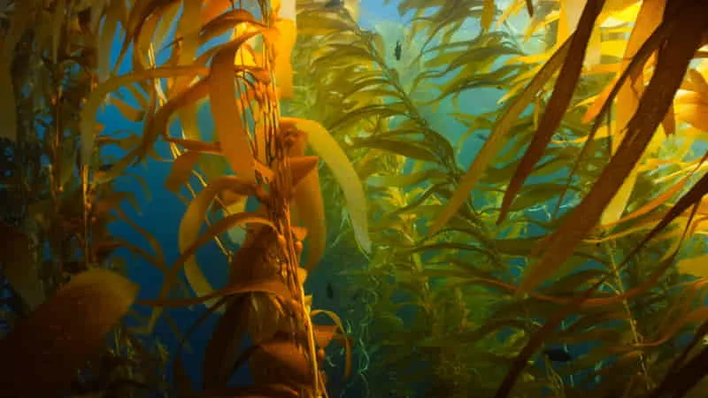 Seaweed-Based Fabrics