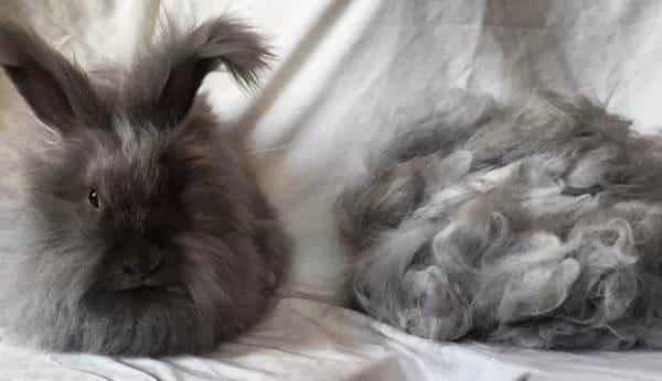 Angora Rabbit Fiber