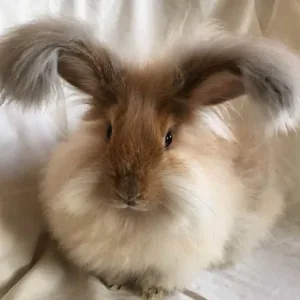 Angora Rabbit Fiber