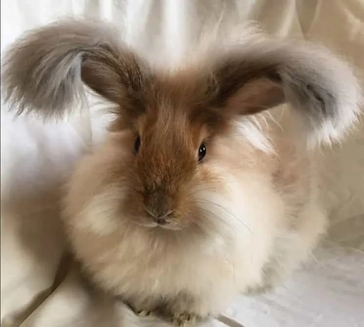 Angora Rabbit Fiber