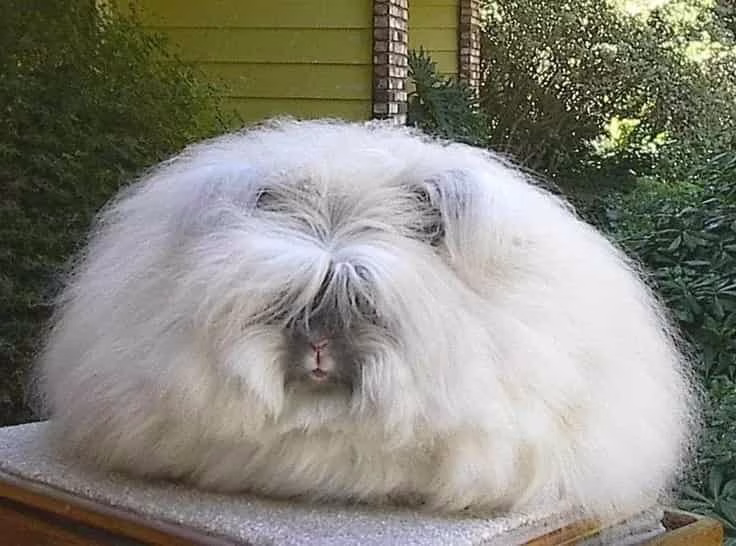 Angora Rabbit Fiber2