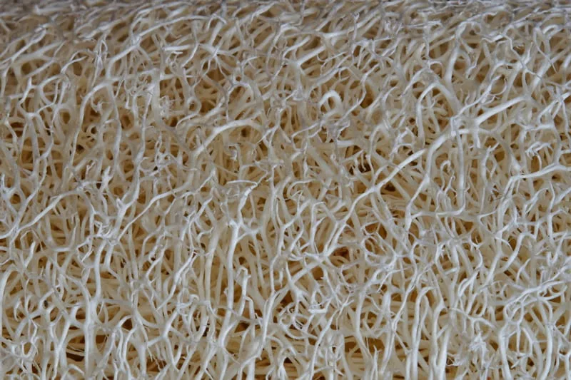 Biodegradable Textiles from Algae