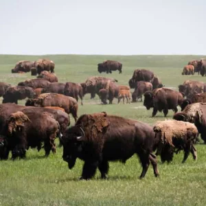 Bison Fiber