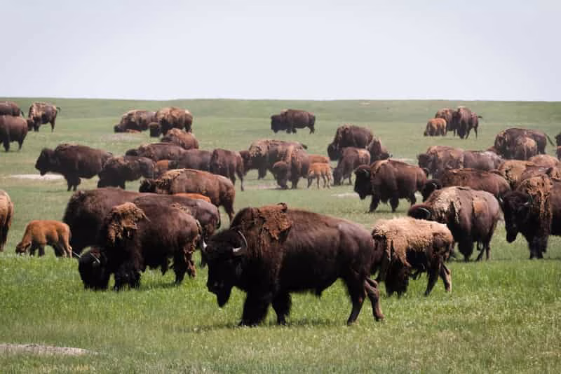 Bison Fiber