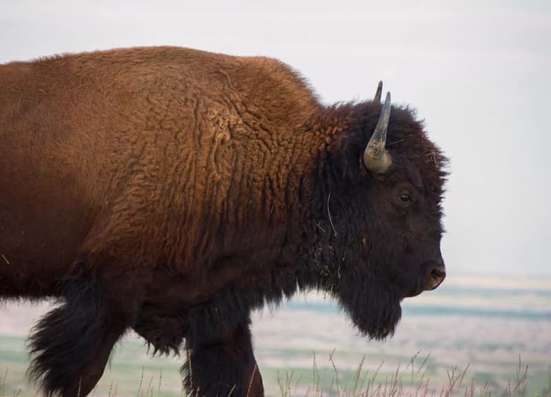 Bison Fiber