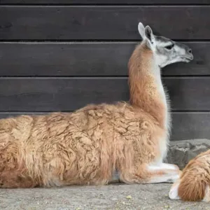 Guanaco Fiber