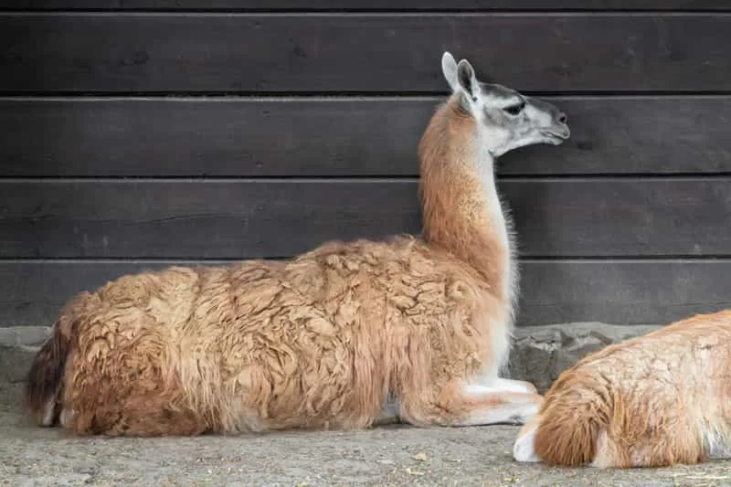Guanaco Fiber