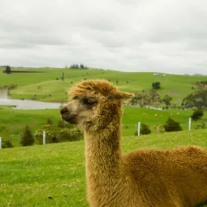 Llama Fiber