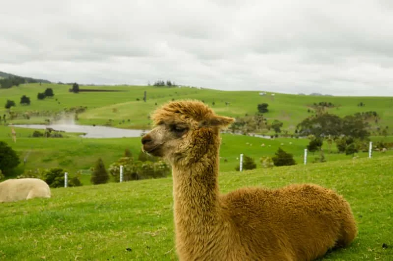 Llama Fiber