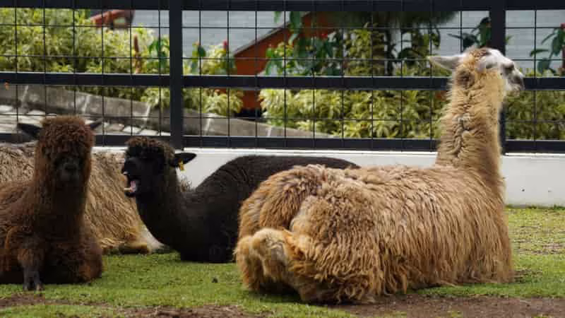 Suri Alpaca Fiber