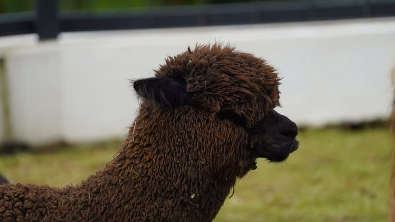 Suri Alpaca Fiber