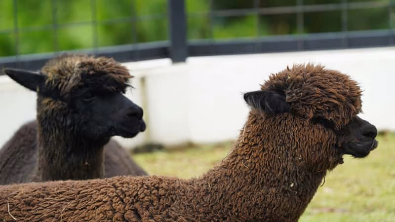 Suri Alpaca Fiber