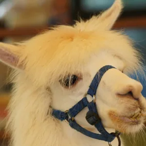 Suri Alpaca Fiber