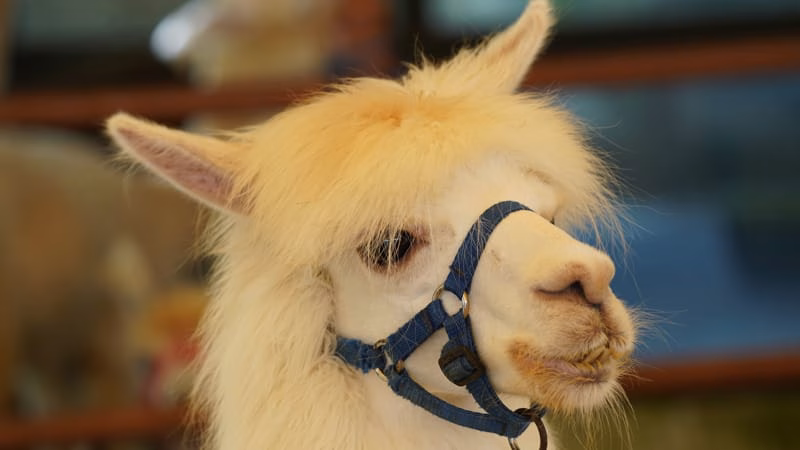 Suri Alpaca Fiber