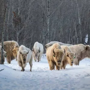 Yak Fiber