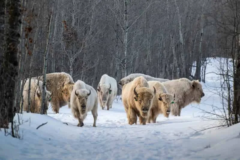 Yak Fiber