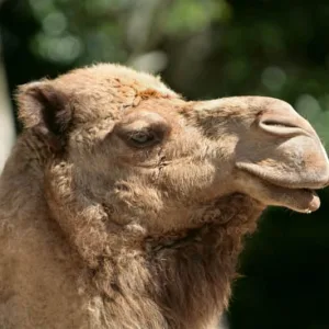 Camel Hair Fiber