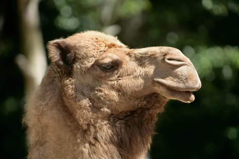 Camel Hair Fiber