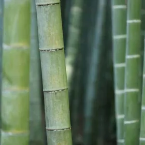 Bamboo textiles for sustainability