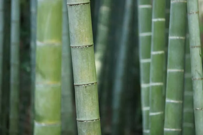 Bamboo textiles for sustainability
