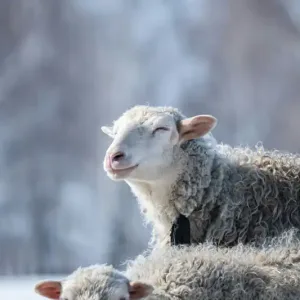 Best Wool Grades for Fire-Resistant Textiles