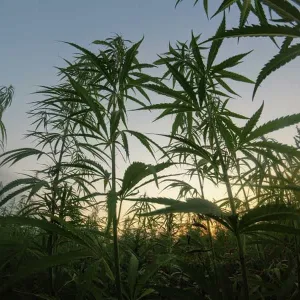 Hemp-Based Textiles