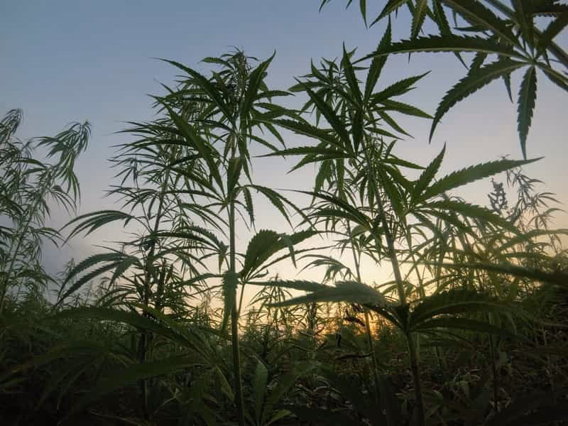 Hemp-Based Textiles