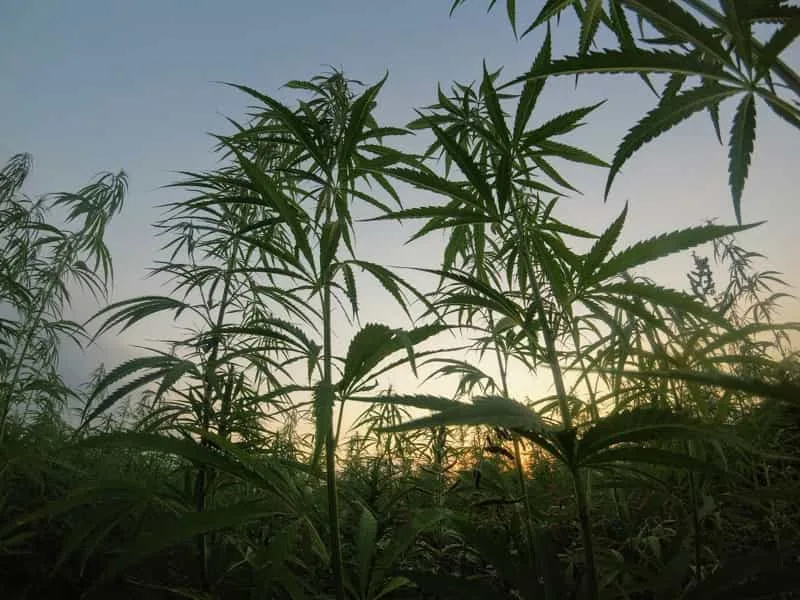 Hemp-Based Textiles
