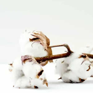 Organic Cotton Production