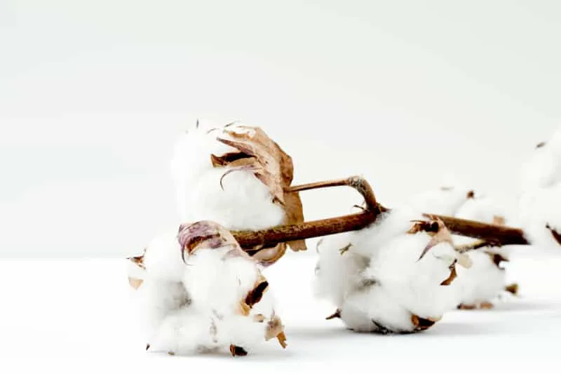 Organic Cotton Production