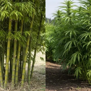 bamboo vs hemp textile fiber
