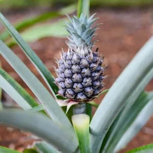 sustainable fiber pineapple
