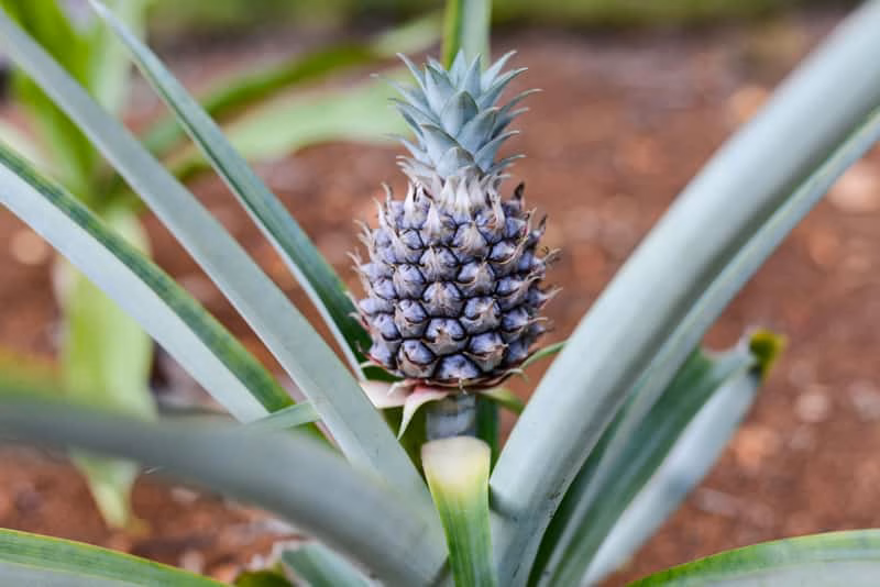 sustainable fiber pineapple