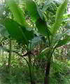 abaca plant