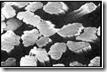 Acetate longitudinal