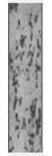 Acrylic longitudinal