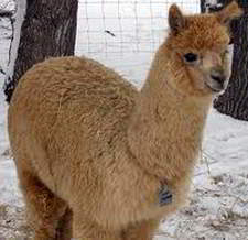alpaca