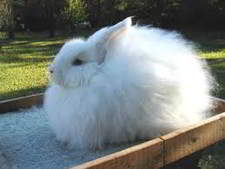 angora rabbit