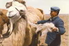 camel hair shearing